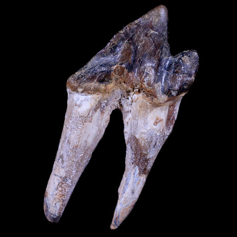 5.1" Pappocetus Lugardi Tooth Prehistoric Whale 40-34 Mil Yrs Old Eocene Age - Fossil Age Minerals