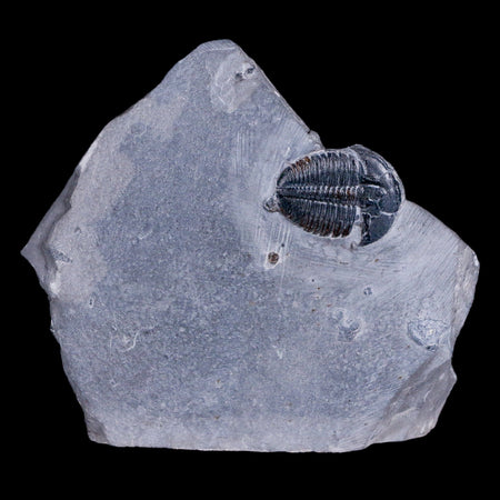 0.9" Elrathia Kingi Trilobite Fossil In Matrix House Range Utah Cambrian Age COA