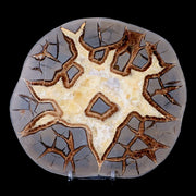 6.5" Septarian Dragon Stone Polished Slice Mineral Specimen Utah Stand