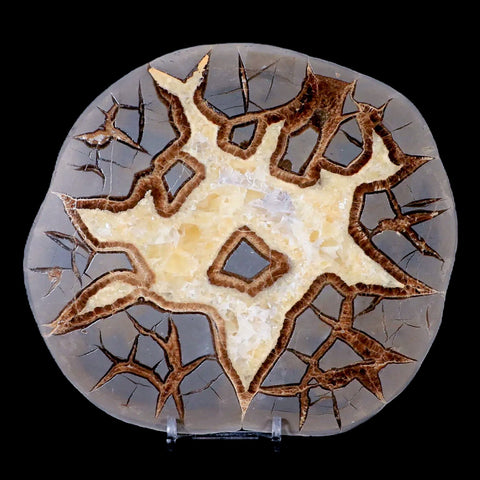 6.5" Septarian Dragon Stone Polished Slice Mineral Specimen Utah Stand - Fossil Age Minerals