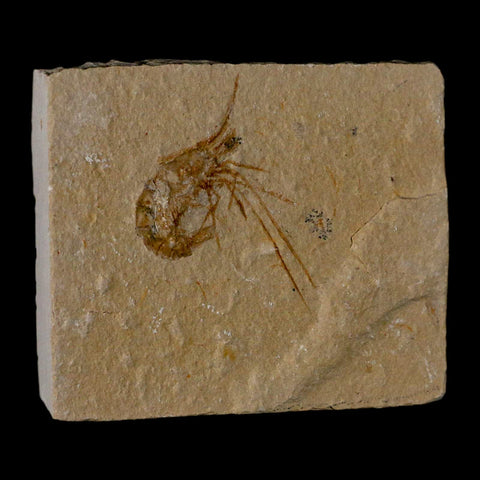 1.8" Fossil Shrimp Carpopenaeus Cretaceous Age 100 Mil Yrs Old Lebanon COA - Fossil Age Minerals
