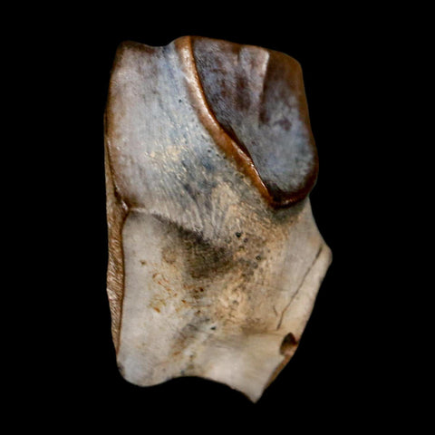 0.7" Triceratops Fossil Tooth Lance Creek FM Cretaceous Dinosaur WY COA Display - Fossil Age Minerals