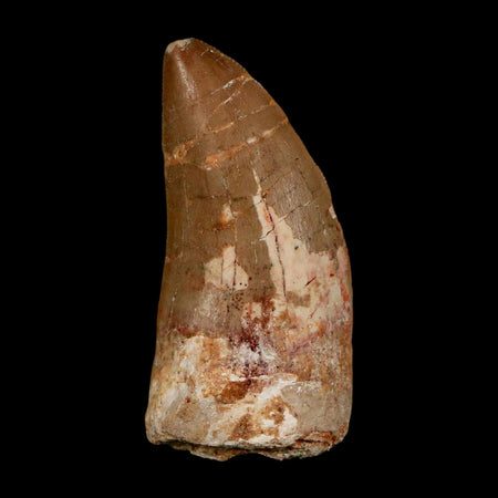 2.3" Carcharodontosaurus Serrated Fossil Tooth Cretaceous Theropod Dinosaur COA