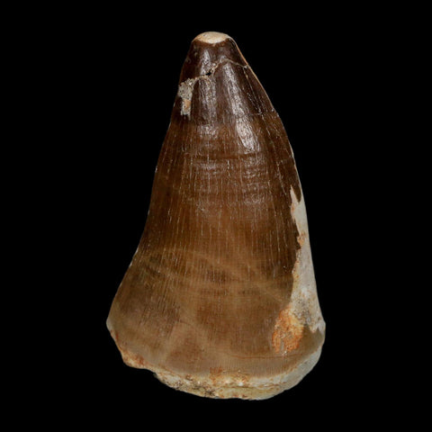 XXL 2.5" Mosasaur Prognathodon Fossil Tooth Cretaceous Dinosaur Era COA, Stand