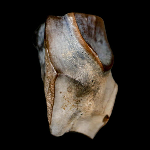 0.7" Triceratops Fossil Tooth Lance Creek FM Cretaceous Dinosaur WY COA Display - Fossil Age Minerals