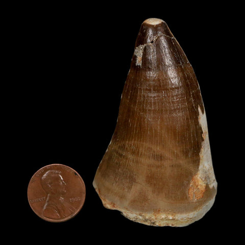 XXL 2.5" Mosasaur Prognathodon Fossil Tooth Cretaceous Dinosaur Era COA, Stand