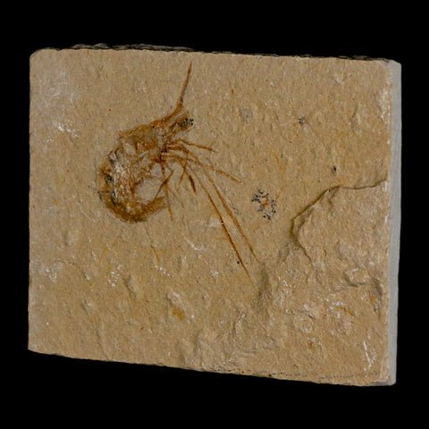 1.8" Fossil Shrimp Carpopenaeus Cretaceous Age 100 Mil Yrs Old Lebanon COA - Fossil Age Minerals