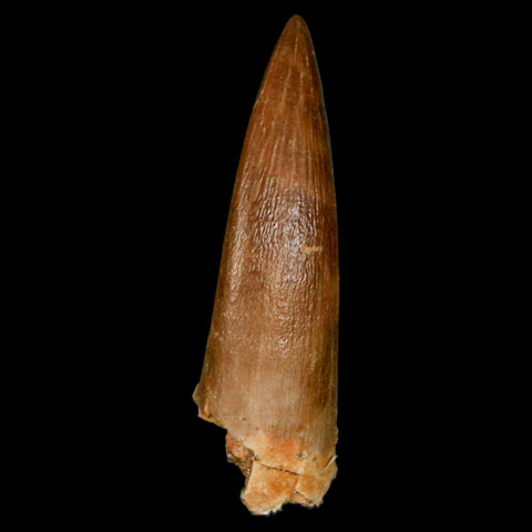 1.7" Plesiosaur Zarafasaura Tooth Fossil Cretaceous Dinosaur Era COA, Stand