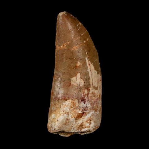 2.3" Carcharodontosaurus Serrated Fossil Tooth Cretaceous Theropod Dinosaur COA - Fossil Age Minerals