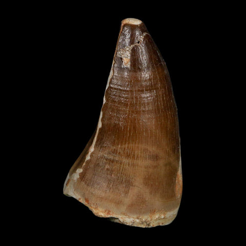 XXL 2.5" Mosasaur Prognathodon Fossil Tooth Cretaceous Dinosaur Era COA, Stand