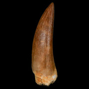 1.7" Plesiosaur Zarafasaura Tooth Fossil Cretaceous Dinosaur Era COA, Stand