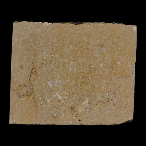 1.8" Fossil Shrimp Carpopenaeus Cretaceous Age 100 Mil Yrs Old Lebanon COA - Fossil Age Minerals
