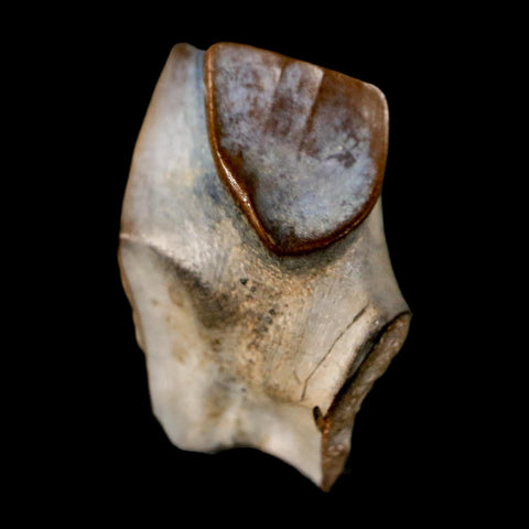 0.7" Triceratops Fossil Tooth Lance Creek FM Cretaceous Dinosaur WY COA Display - Fossil Age Minerals