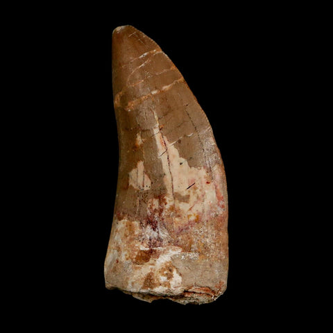 2.3" Carcharodontosaurus Serrated Fossil Tooth Cretaceous Theropod Dinosaur COA - Fossil Age Minerals