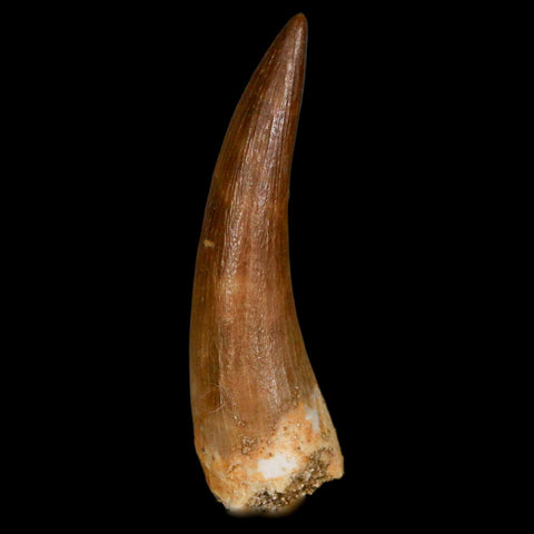 1.7" Plesiosaur Zarafasaura Tooth Fossil Cretaceous Dinosaur Era COA, Stand