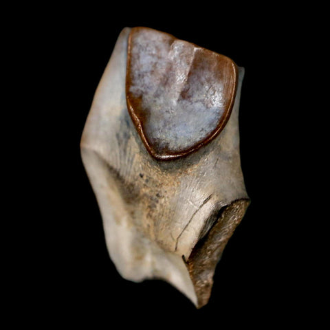 0.7" Triceratops Fossil Tooth Lance Creek FM Cretaceous Dinosaur WY COA Display - Fossil Age Minerals