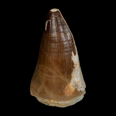 XXL 2.5" Mosasaur Prognathodon Fossil Tooth Cretaceous Dinosaur Era COA, Stand