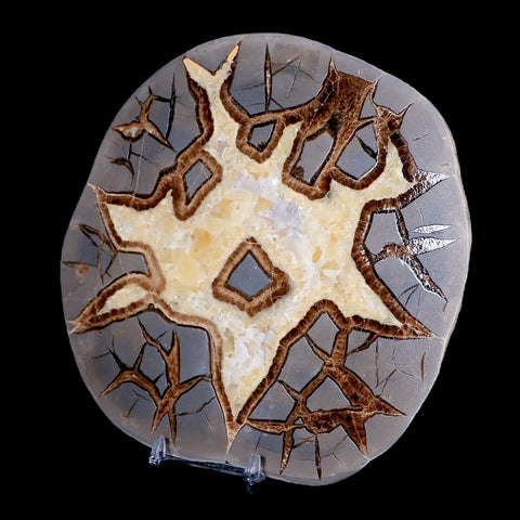 6.5" Septarian Dragon Stone Polished Slice Mineral Specimen Utah Stand - Fossil Age Minerals