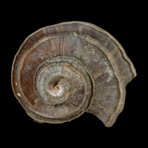 2.1" Ecphora Gardnerae Gastropod Fossil Shell Lee Creek Miocene Epoch North Carolina - Fossil Age Minerals