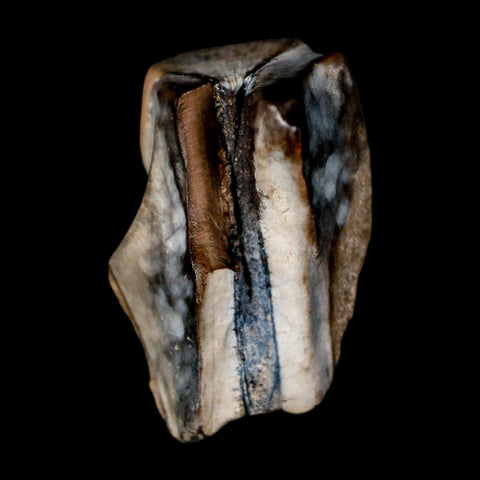 0.7" Triceratops Fossil Tooth Lance Creek FM Cretaceous Dinosaur WY COA Display - Fossil Age Minerals