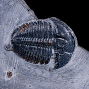 0.9" Elrathia Kingi Trilobite Fossil In Matrix House Range Utah Cambrian Age COA