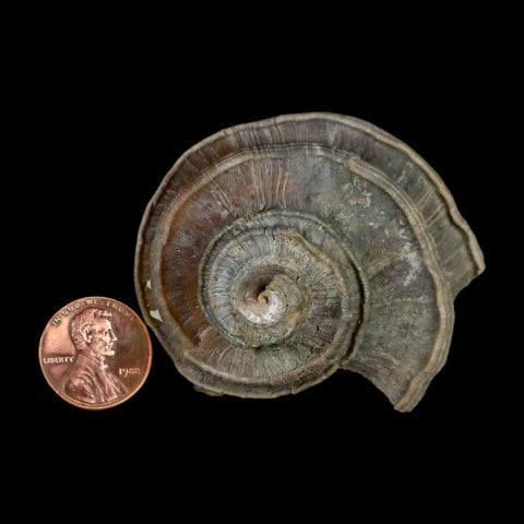 2.1" Ecphora Gardnerae Gastropod Fossil Shell Lee Creek Miocene Epoch North Carolina - Fossil Age Minerals