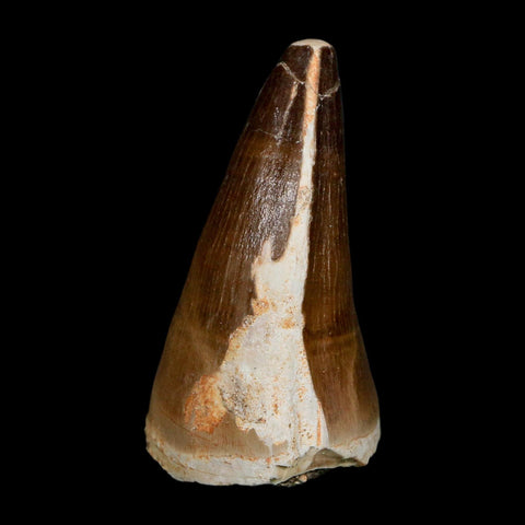 XXL 2.5" Mosasaur Prognathodon Fossil Tooth Cretaceous Dinosaur Era COA, Stand