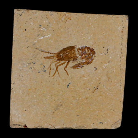 1.4" Fossil Shrimp Carpopenaeus Cretaceous Age 100 Mil Yrs Old Lebanon COA