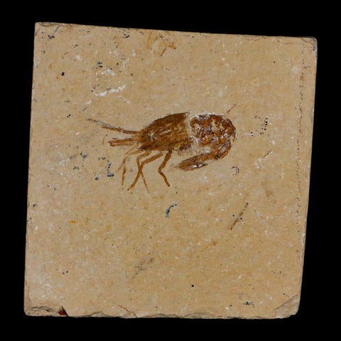 1.4" Fossil Shrimp Carpopenaeus Cretaceous Age 100 Mil Yrs Old Lebanon COA - Fossil Age Minerals
