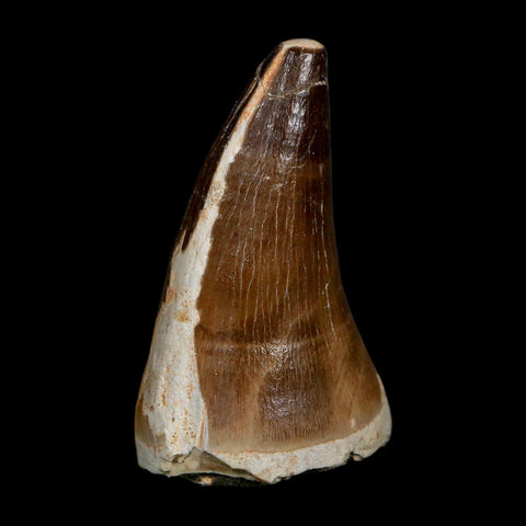 XXL 2.5" Mosasaur Prognathodon Fossil Tooth Cretaceous Dinosaur Era COA, Stand