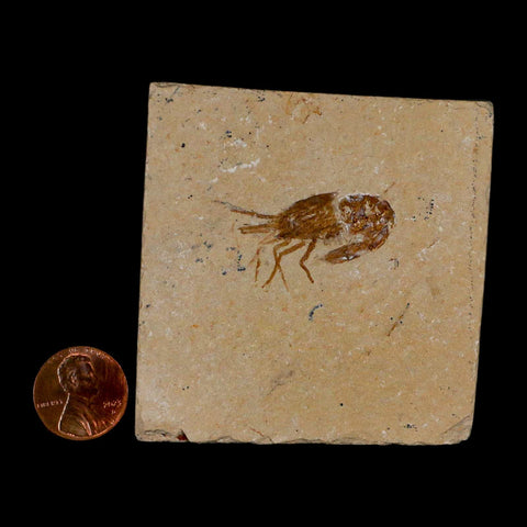 1.4" Fossil Shrimp Carpopenaeus Cretaceous Age 100 Mil Yrs Old Lebanon COA - Fossil Age Minerals