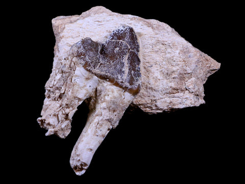 3.2" Pappocetus Lugardi Tooth On Fossil Bone Prehistoric Whale Eocene Age - Fossil Age Minerals