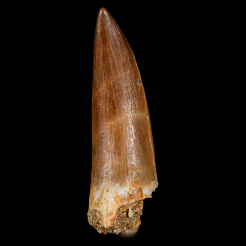 1.7" Plesiosaur Zarafasaura Tooth Fossil Cretaceous Dinosaur Era COA, Stand