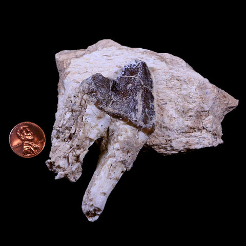 3.2" Pappocetus Lugardi Tooth On Fossil Bone Prehistoric Whale Eocene Age - Fossil Age Minerals