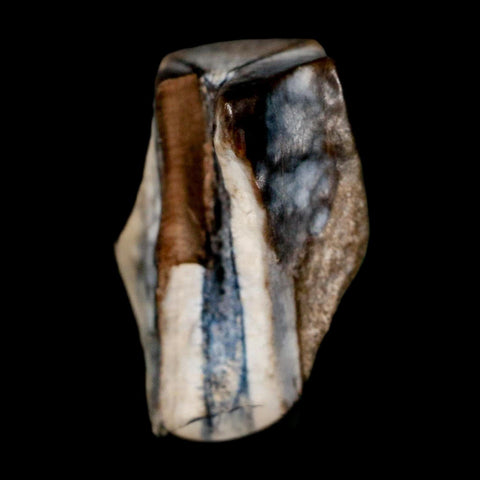 0.7" Triceratops Fossil Tooth Lance Creek FM Cretaceous Dinosaur WY COA Display - Fossil Age Minerals