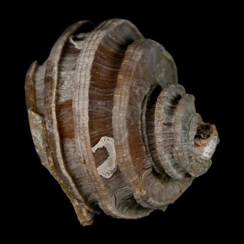 2.1" Ecphora Gardnerae Gastropod Fossil Shell Lee Creek Miocene Epoch North Carolina - Fossil Age Minerals