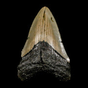 2.8" Quality Megalodon Shark Tooth Serrated Fossil Natural Miocene Age COA
