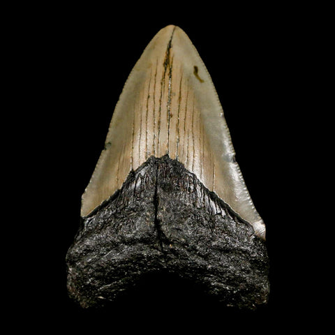 2.8" Quality Megalodon Shark Tooth Serrated Fossil Natural Miocene Age COA
