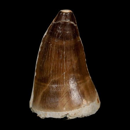 XXL 2.5" Mosasaur Prognathodon Fossil Tooth Cretaceous Dinosaur Era COA, Stand
