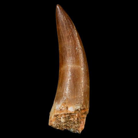 1.7" Plesiosaur Zarafasaura Tooth Fossil Cretaceous Dinosaur Era COA, Stand