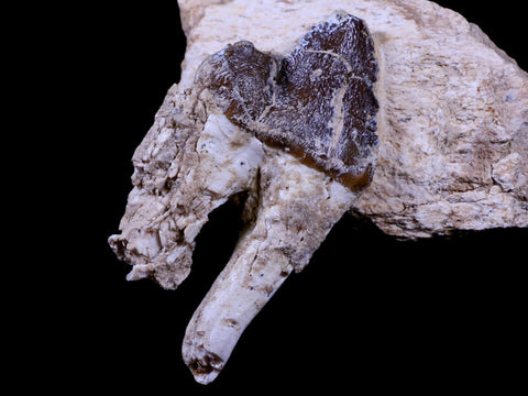 3.2" Pappocetus Lugardi Tooth On Fossil Bone Prehistoric Whale Eocene Age - Fossil Age Minerals