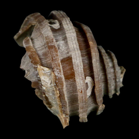 2.1" Ecphora Gardnerae Gastropod Fossil Shell Lee Creek Miocene Epoch North Carolina - Fossil Age Minerals