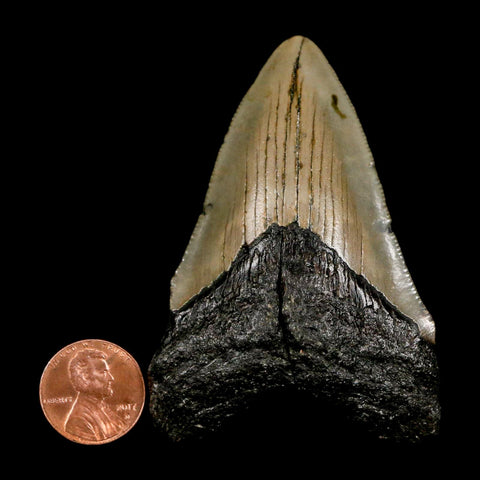 2.8" Quality Megalodon Shark Tooth Serrated Fossil Natural Miocene Age COA