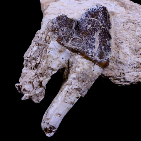 3.2" Pappocetus Lugardi Tooth On Fossil Bone Prehistoric Whale Eocene Age - Fossil Age Minerals