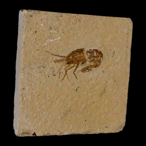 1.4" Fossil Shrimp Carpopenaeus Cretaceous Age 100 Mil Yrs Old Lebanon COA - Fossil Age Minerals