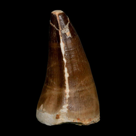 XXL 2.5" Mosasaur Prognathodon Fossil Tooth Cretaceous Dinosaur Era COA, Stand