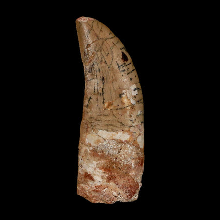 XL 2.7" Carcharodontosaurus Serrated Fossil Tooth Cretaceous Theropod Dinosaur COA