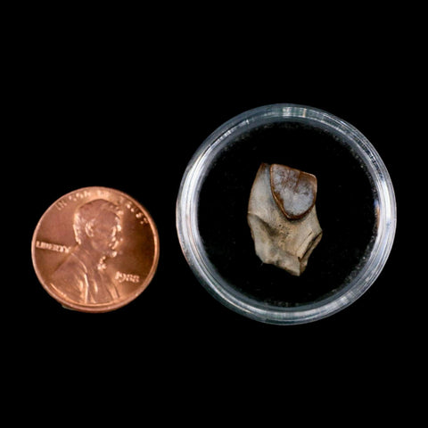 0.7" Triceratops Fossil Tooth Lance Creek FM Cretaceous Dinosaur WY COA Display - Fossil Age Minerals