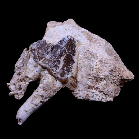 3.2" Pappocetus Lugardi Tooth On Fossil Bone Prehistoric Whale Eocene Age