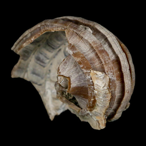 2.1" Ecphora Gardnerae Gastropod Fossil Shell Lee Creek Miocene Epoch North Carolina - Fossil Age Minerals